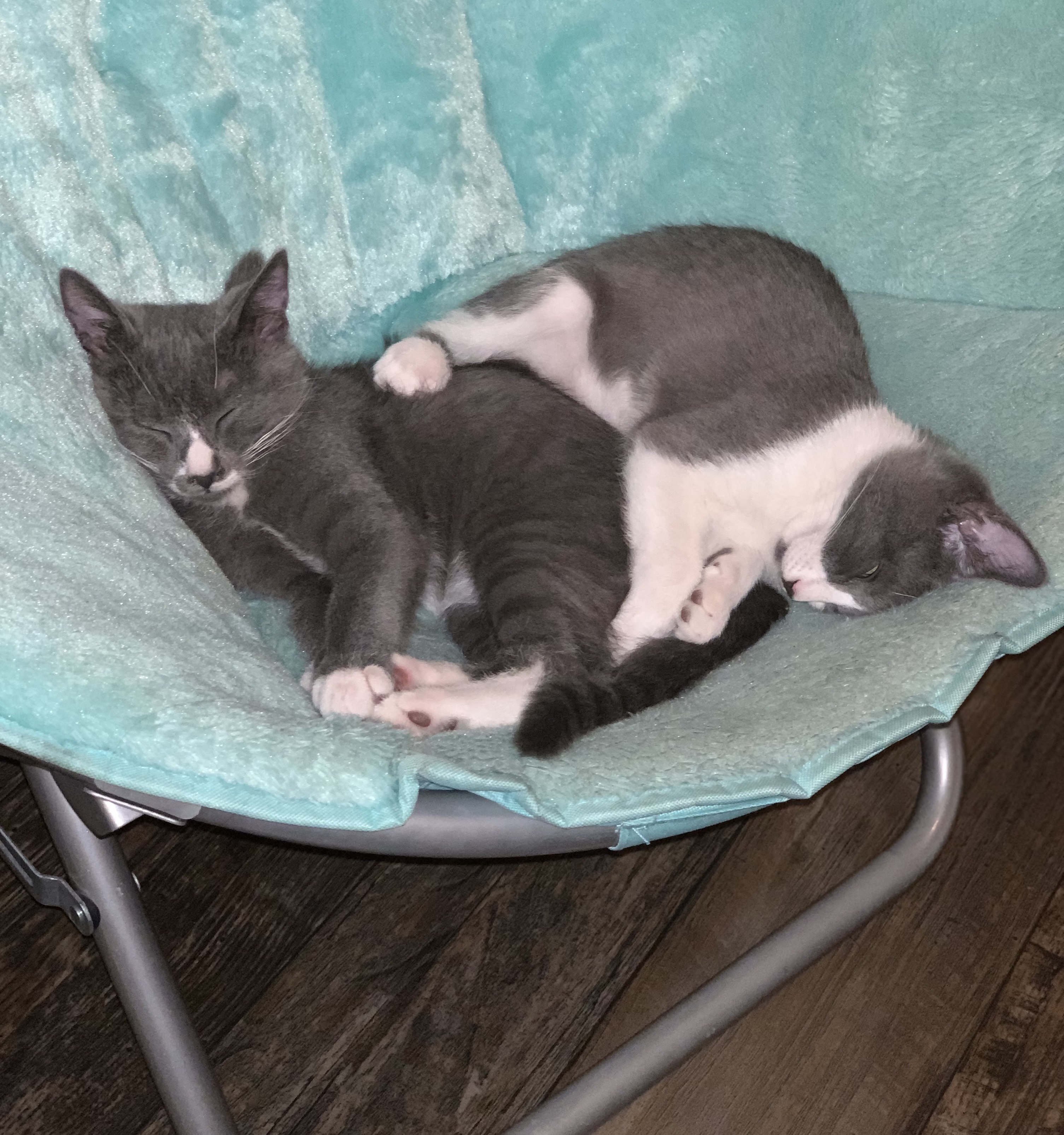 National Adopt a Shelter Pet Day PetSmart Charities